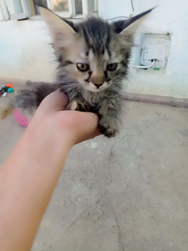 Mushukcha bepul beriladi 3 Mushukcha bepul beriladi 3