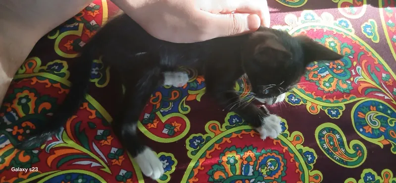 Котёнок бесплатно 3 Котёнок бесплатно 3