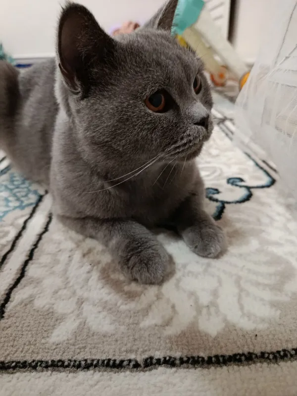 Scottish straight cat