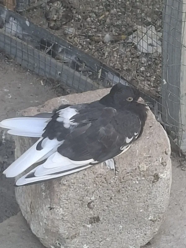 Qoni toza ota onasi uyinchi kaftarlar 8