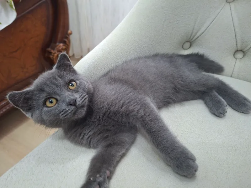 Котёнок, скоттиш-фолд 2 Котёнок, скоттиш-фолд 2