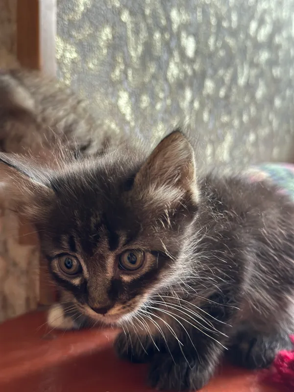 Котята в хорошие добрые руки 3 Котята в хорошие добрые руки 3
