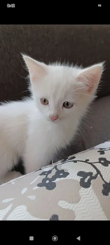 котята