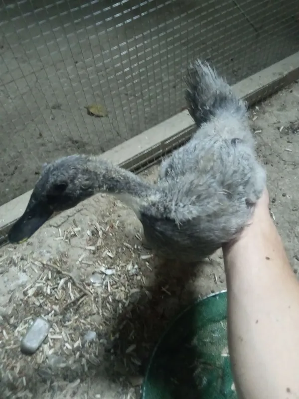 Oʻrdak sotiladi .. 2 Oʻrdak sotiladi .. 2