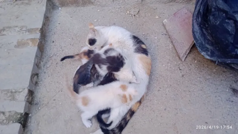 Отдам котят в добрые 2 Отдам котят в добрые 2
