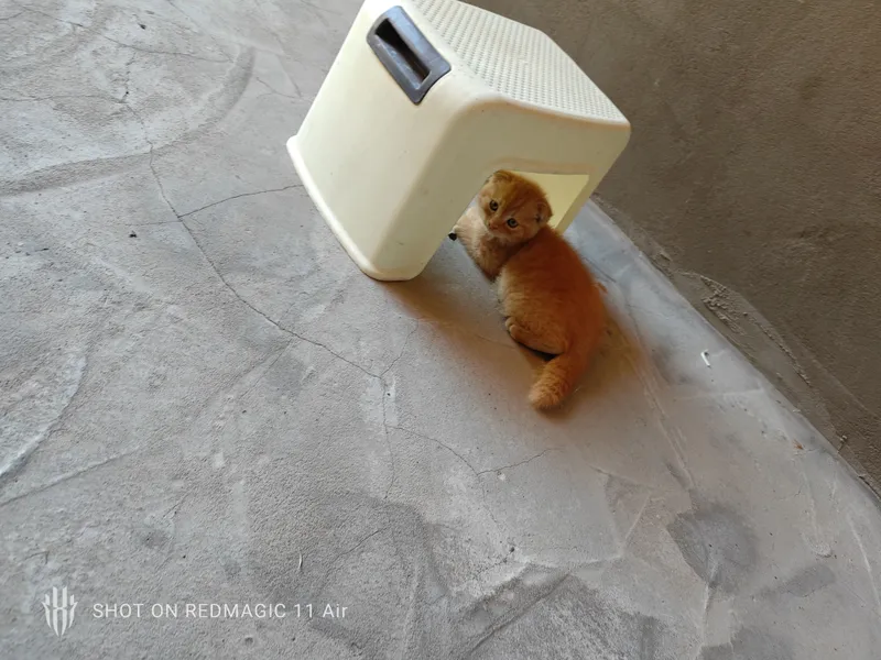 Котята продаются, СКОТИШ ФОЛД. 6