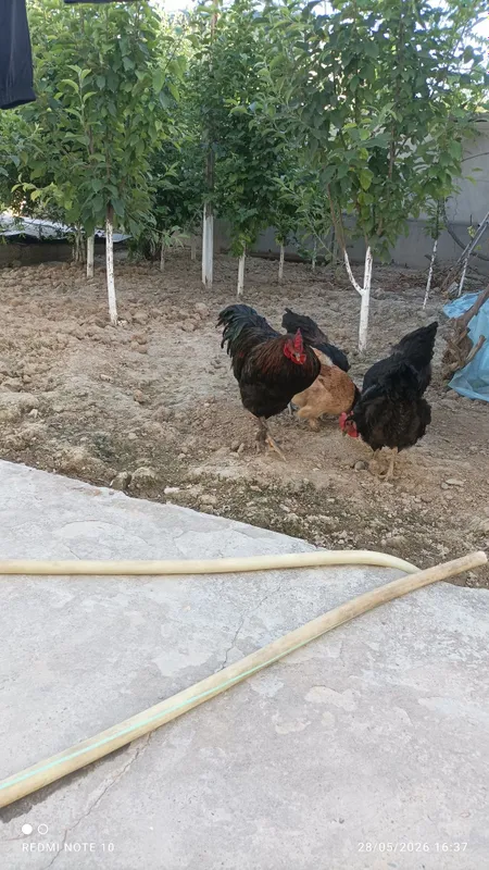 Damashniy tovuq .xoʻroz 3 Damashniy tovuq .xoʻroz 3