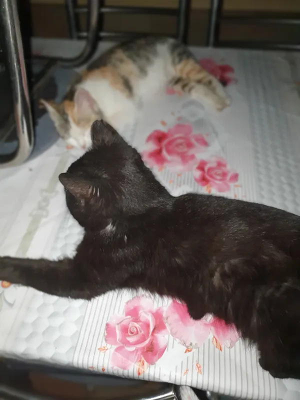 Кошка в добрые руки