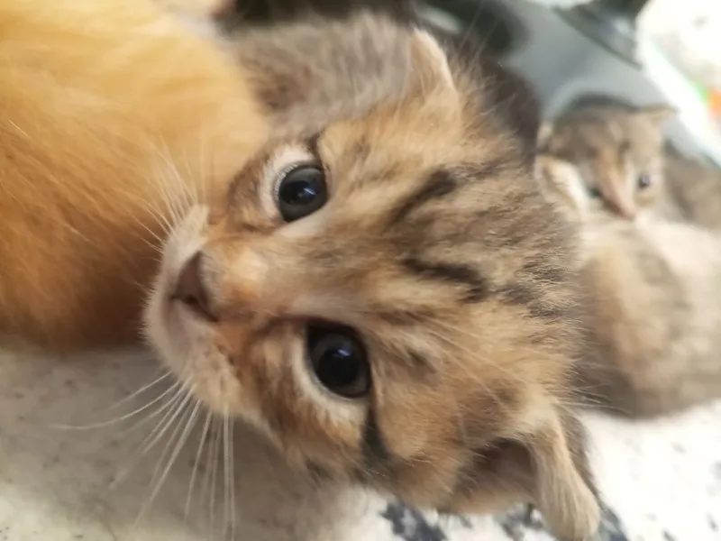 Котята в хорошие руки 6