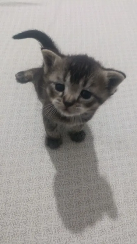 Котята в добрые руки — фото 2