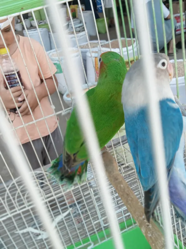Popugay juftlik,,lovebirdsʼʼ 2 Popugay juftlik,,lovebirdsʼʼ 2