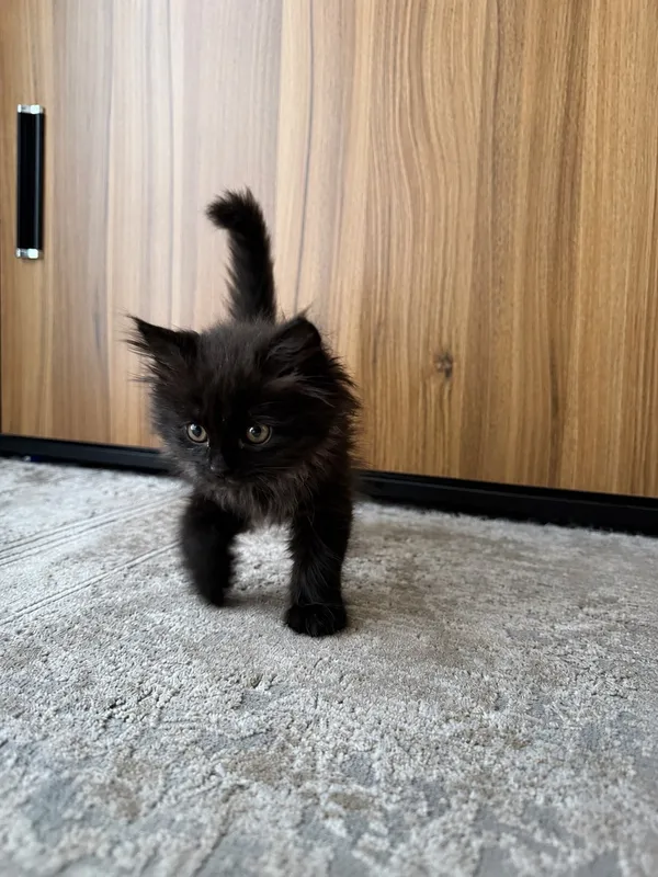 British longhair