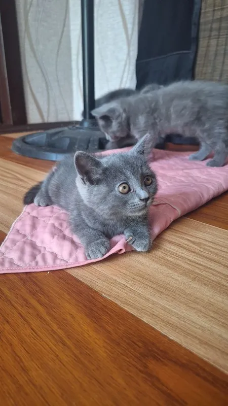 Котята кошка кошечка Mushuk 5