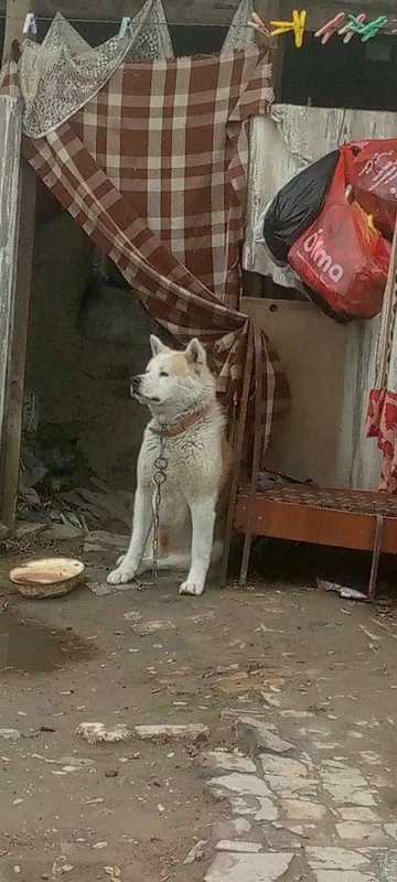 Продается японский акито. Мальчик 4года