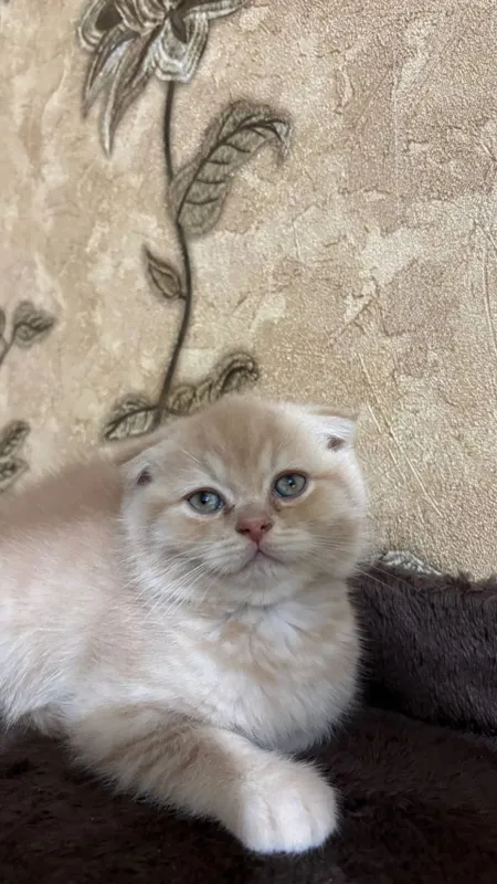 Продаются котята британцы. 1 Продаются котята британцы. 1