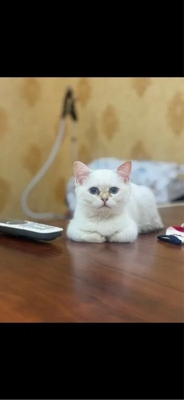 Британская короткошерстая 1 Британская короткошерстая 1