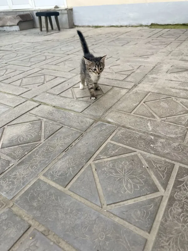 Котята на добрых руках