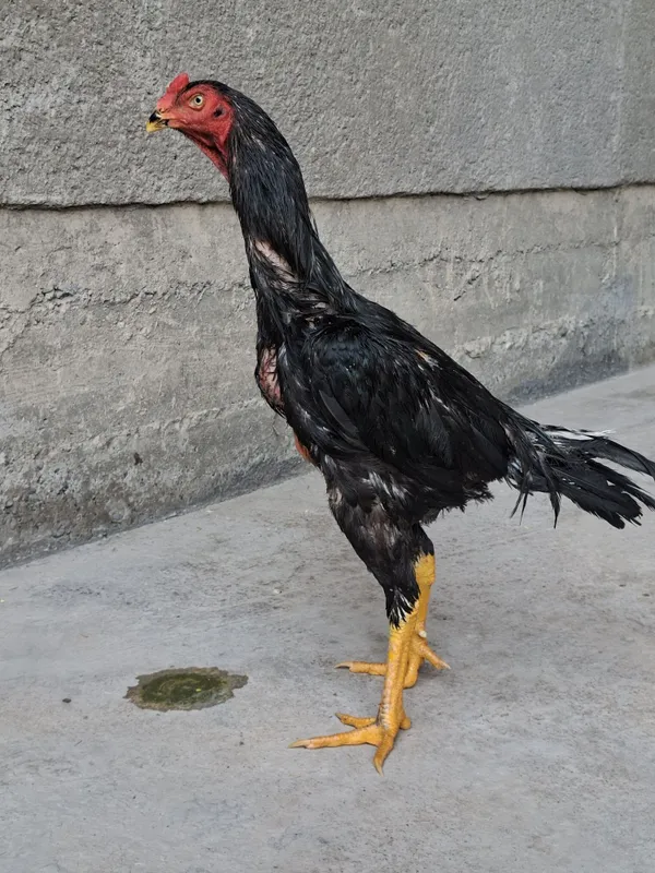 Jujamiz sotuvda oktabr juja pixchi zotladan chixgan katta narsa 3 Jujamiz sotuvda oktabr juja pixchi zotladan chixgan katta narsa 3