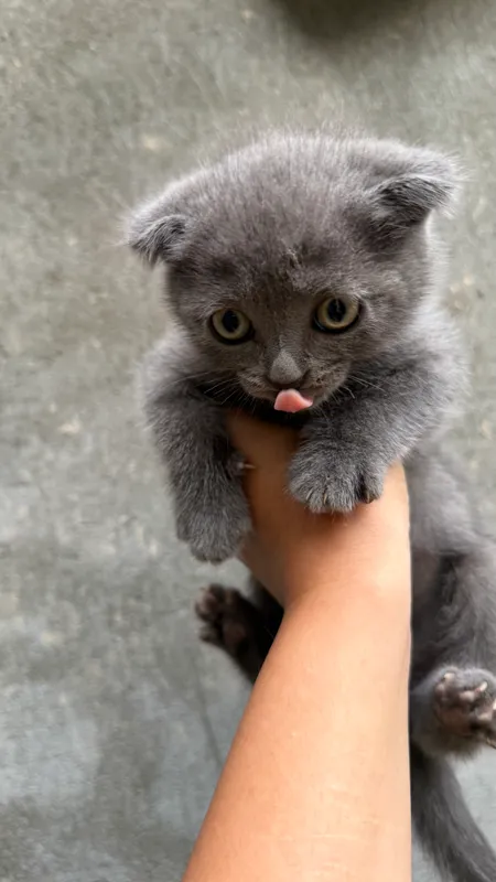 Котенок 2 Котенок 2