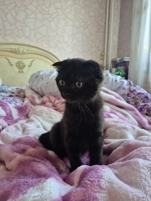 продаю котёнка 3 месяца — фото 1