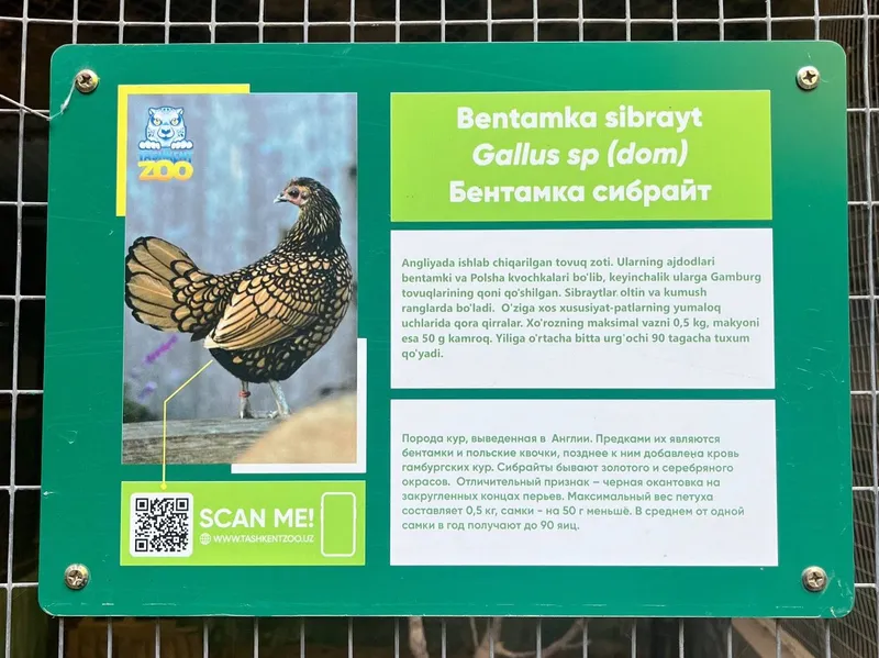 Zottor jo'jalar, bentamka sibrayt. Kelishilgan narxta jujalar