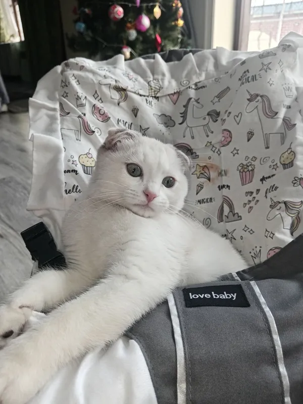 Вязка! Приглашаем кота красавчика. — фото 4