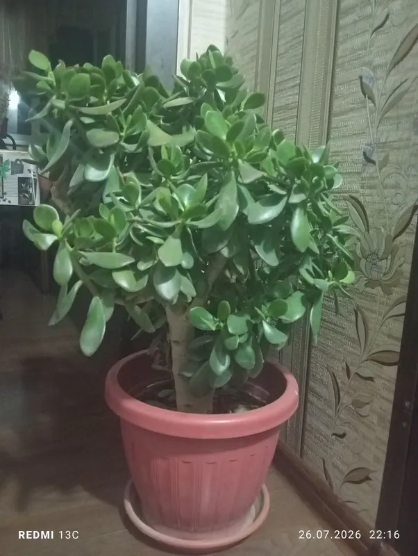 dollar guli sotiladi
