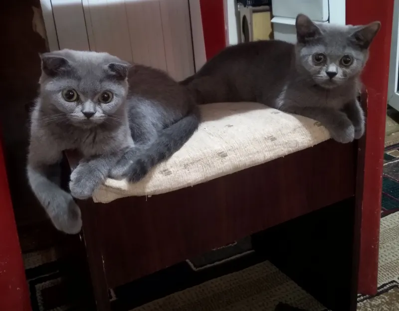 скотиш фолд 4