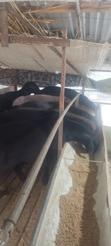 Exson, aqiqa to‘y marosimlari uchun qo‘chqorlar — фото 4