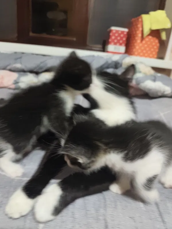 Отдаются даром котята вместе с их мамой.пока котята ещё не кушают сами 3 Отдаются даром котята вместе с их мамой.пока котята ещё не кушают сами 3