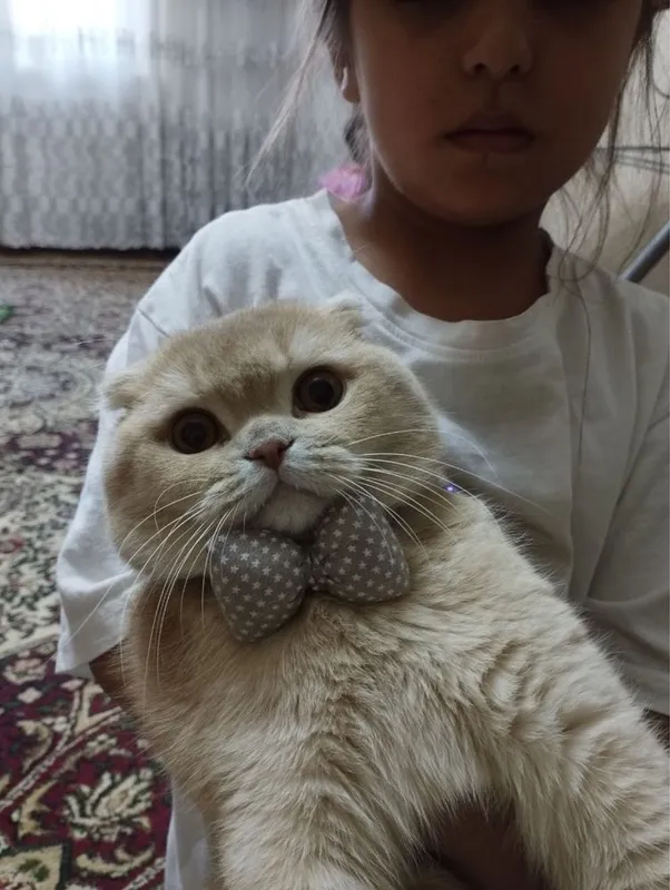 Кот Черныш для вязку. Mushuk qo'shish uchun Кот Черныш для вязку. Mushuk qo'shish uchun