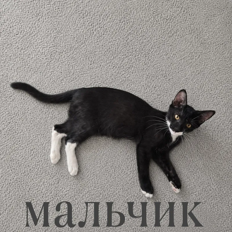 Отдам в добрые руки котят 2