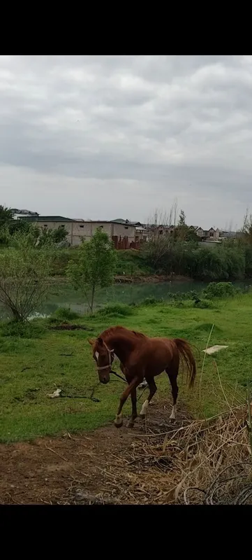 Danchak Sotiladi