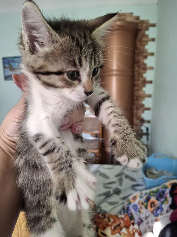 Котята мама Ангорка 5 Котята мама Ангорка 5