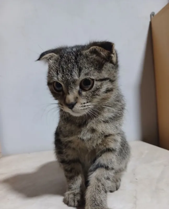 Срочно продаются котята 5 Срочно продаются котята 5