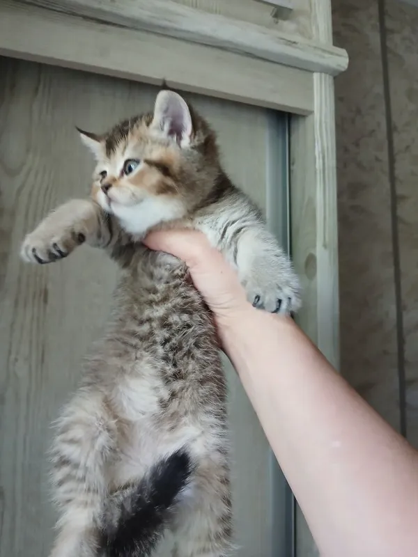 Продаю котят страйтт и фолд — фото 3