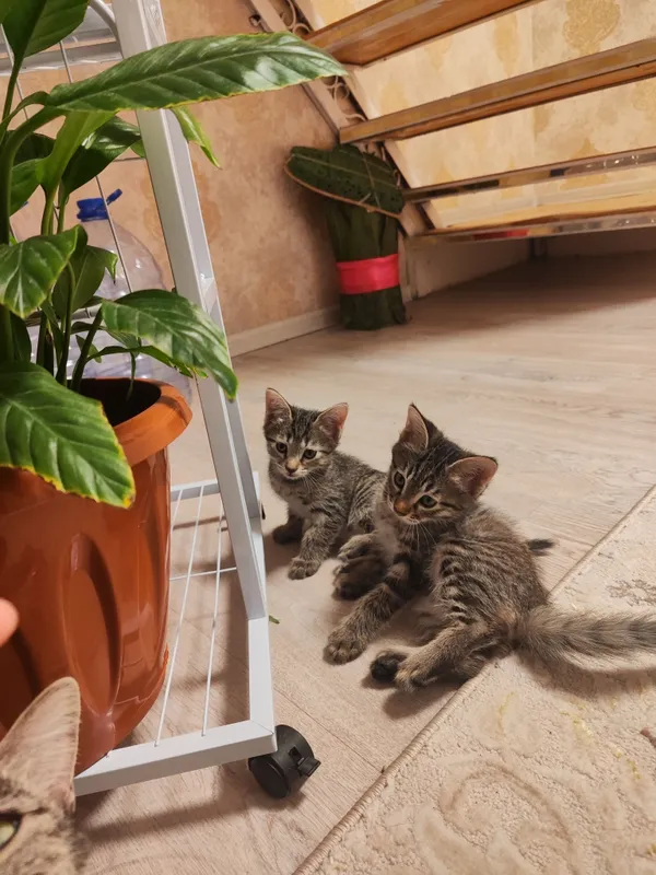 Моих котят подарю хорошим людям 1