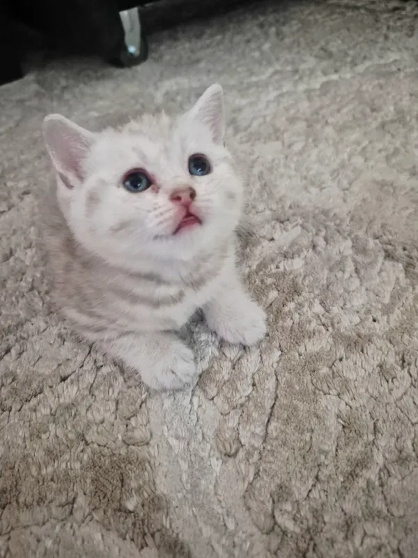 породистые котята — фото 2