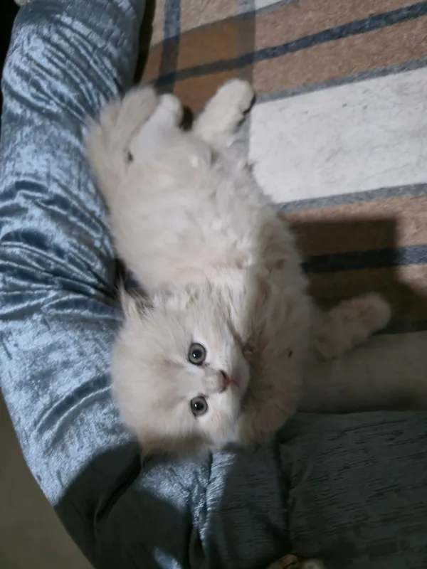 ласковый котёнок мальчик готов к продаже