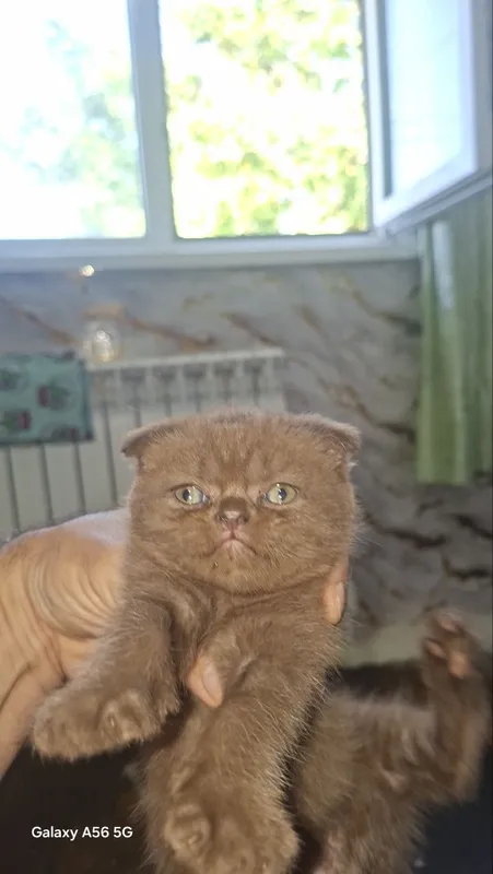 Котята шотландские веслоухие — фото 3