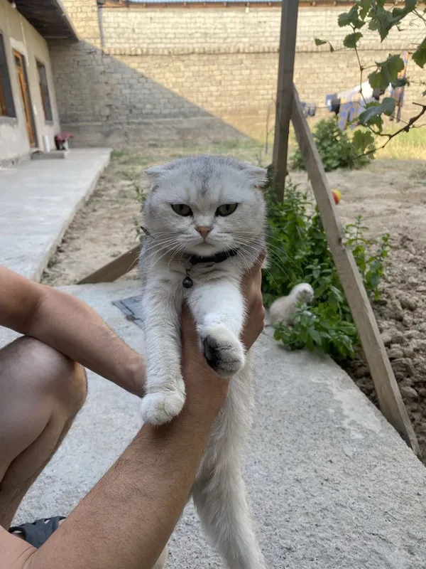 оазвжыжи влдыоривлдд