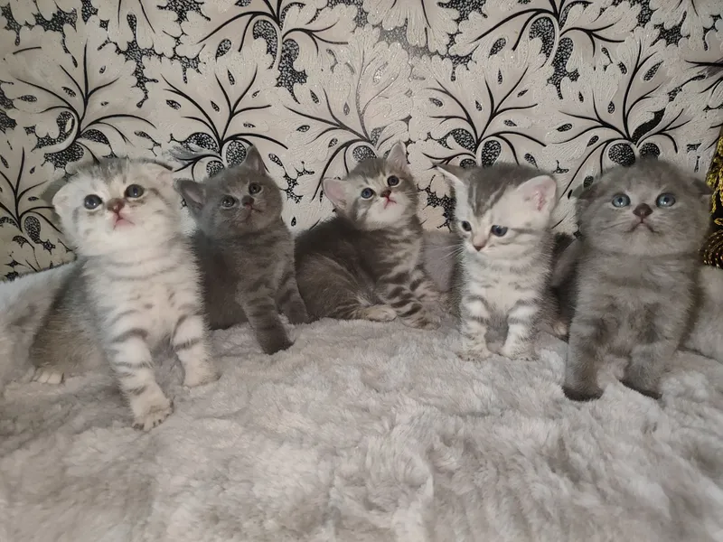 Продаются британский шотландский котят 1