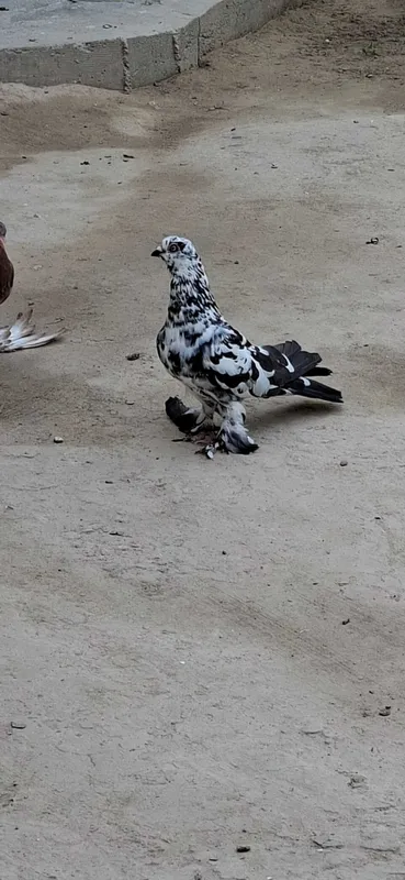 Kabutar sotiladi 1
