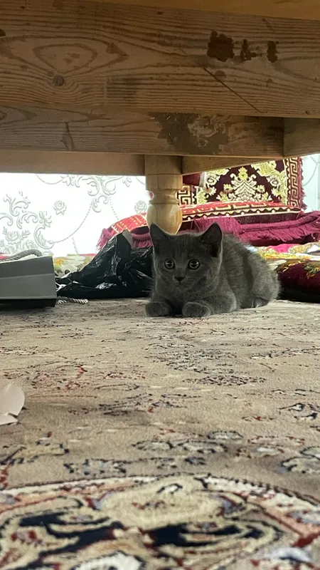 Mushuk sotiladi toza zotli britanski 1 Mushuk sotiladi toza zotli britanski 1