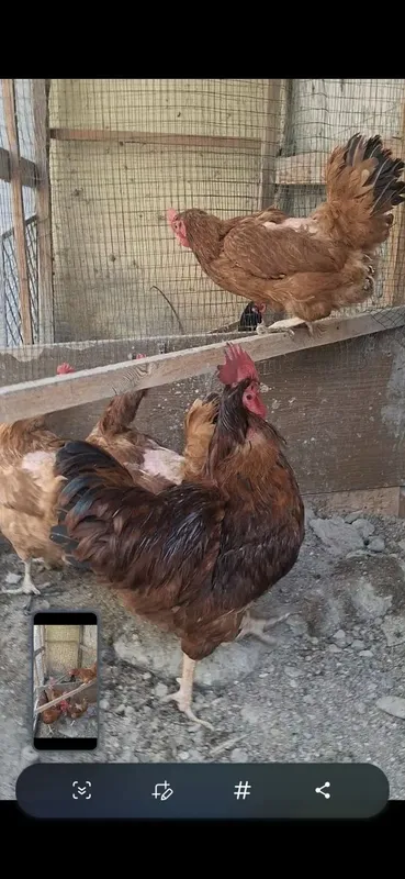 Дакан 1та хуроз 2та макион ва пародали товуклар сотилади — фото 5