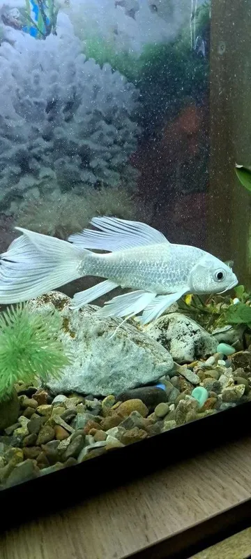 Platinaviy Kapalak Koy (Platinum Butterfly Koi) 1 Platinaviy Kapalak Koy (Platinum Butterfly Koi) 1