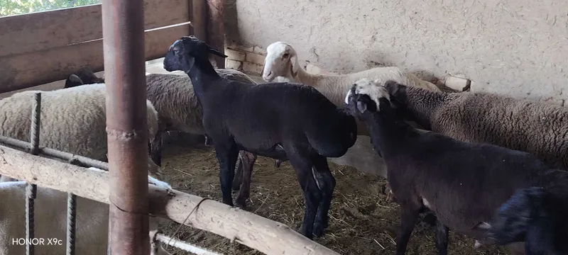 Qo'chqor barralar sotiladi 6 Qo'chqor barralar sotiladi 6
