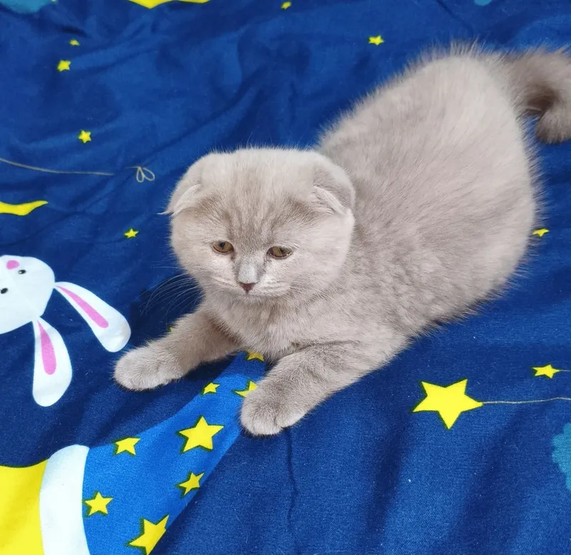 Скоттиш фолд лиловые — фото 1