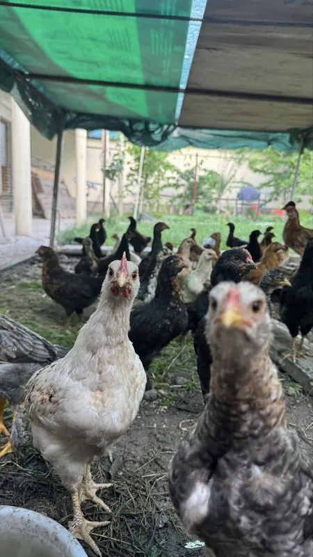 Продаются домашние куры