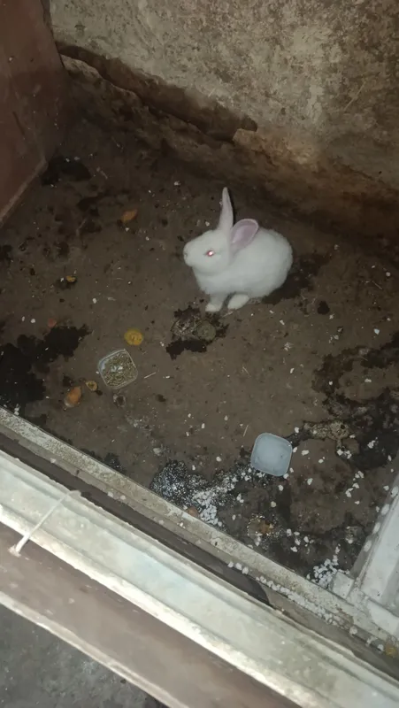 quyonlar sotiladi 4 ta 3 ta urgochi 1 ta erke 5 quyonlar sotiladi 4 ta 3 ta urgochi 1 ta erke 5